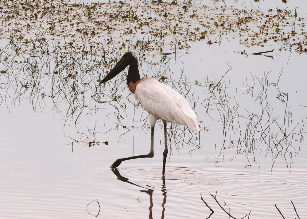 aves do pantanal