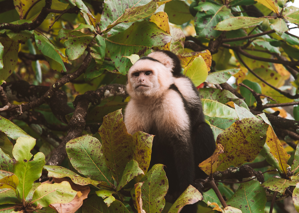 manuel antonio dicas