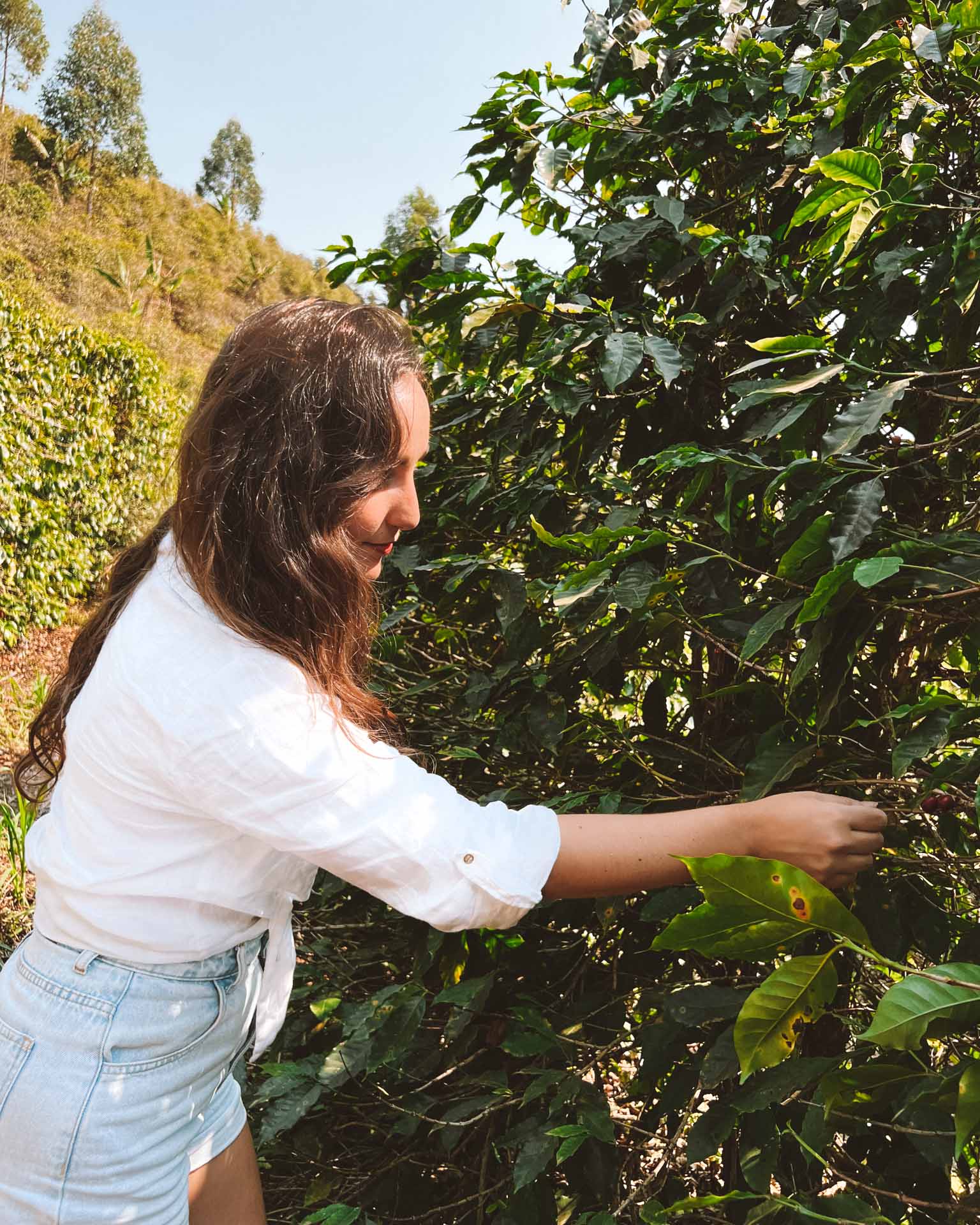 plantação de café caparaó