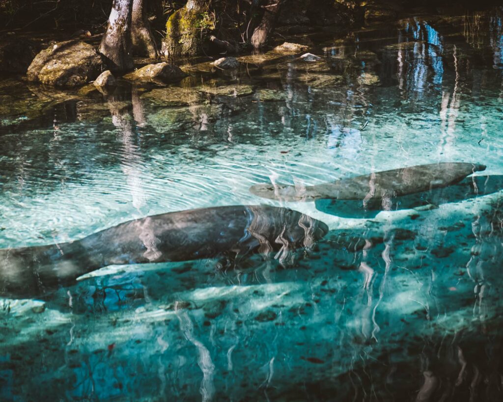 three sisters springs flórida