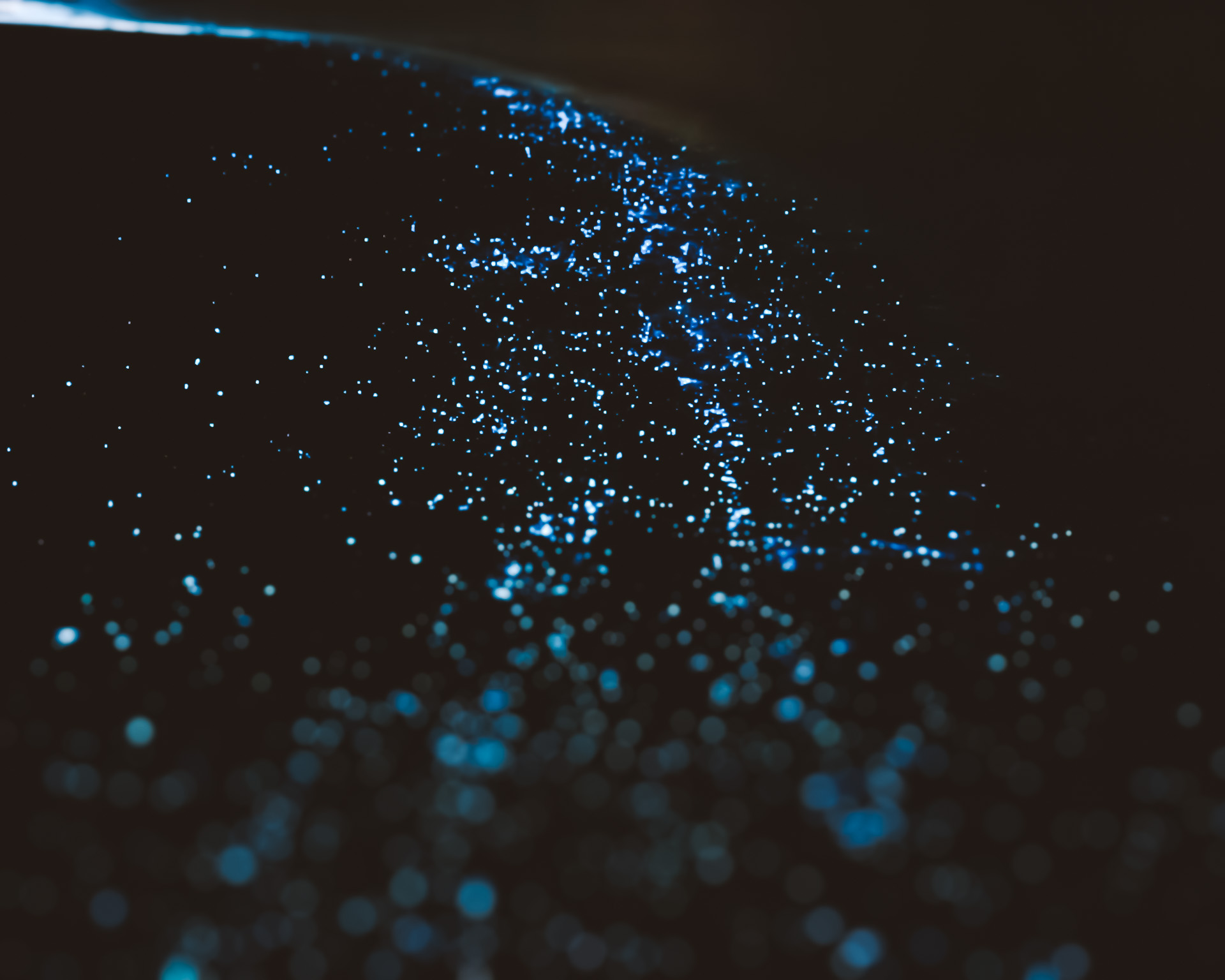 bioluminescencia holbox