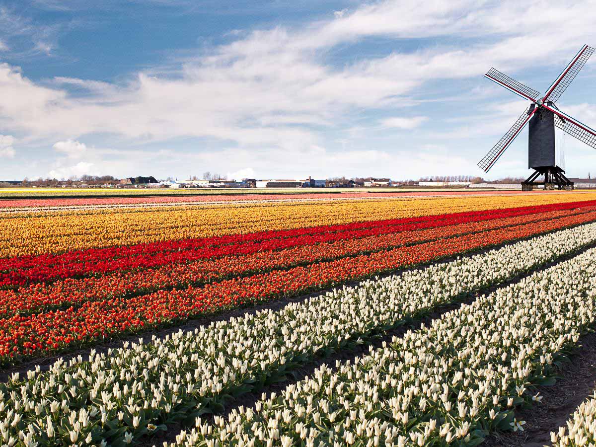 seguro holanda
