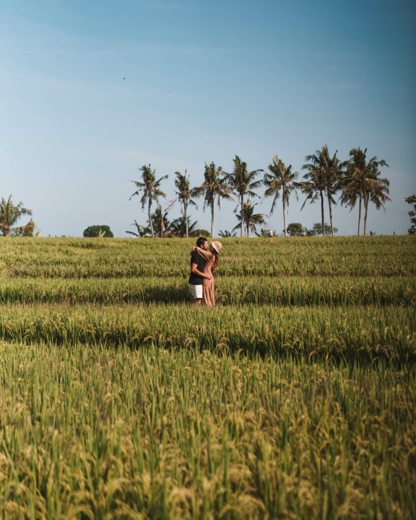 campos de arroz perenanam