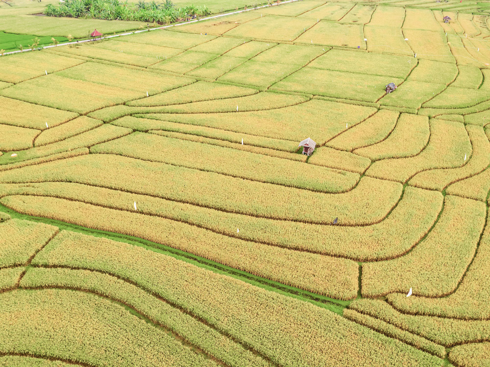 campos de arroz em canggu bali
