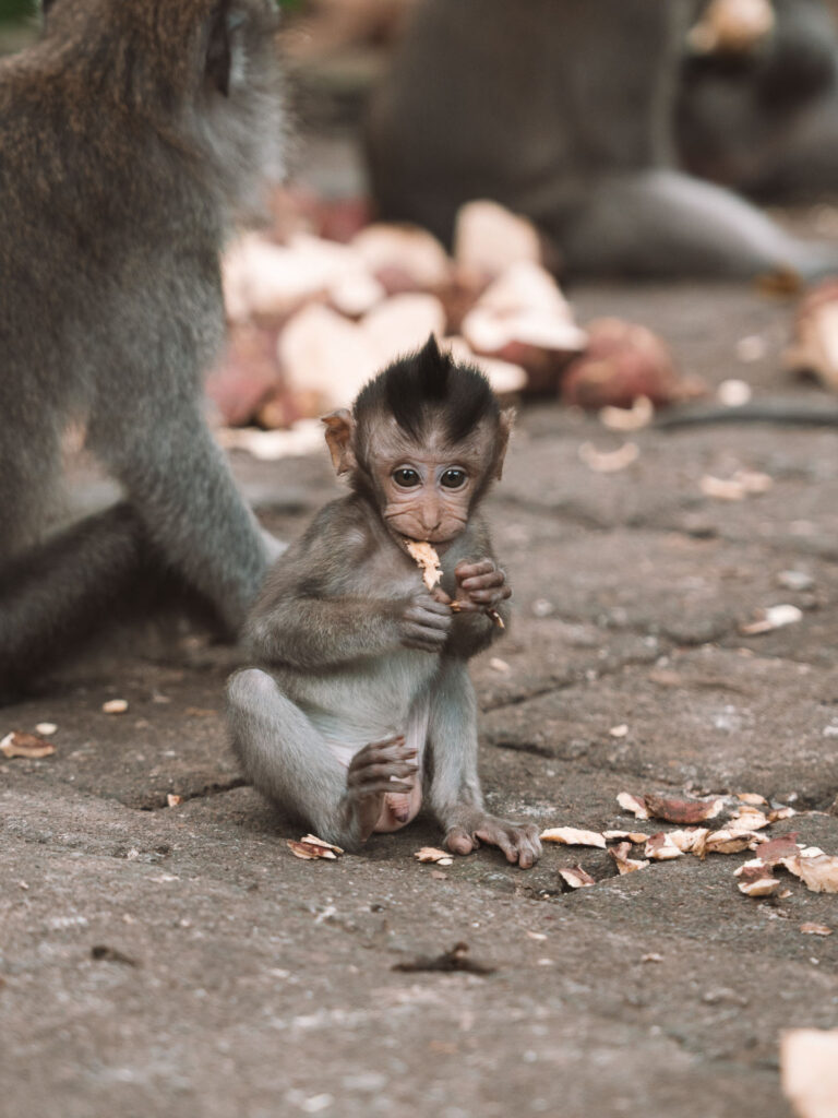 o que fazer em Ubud Bali