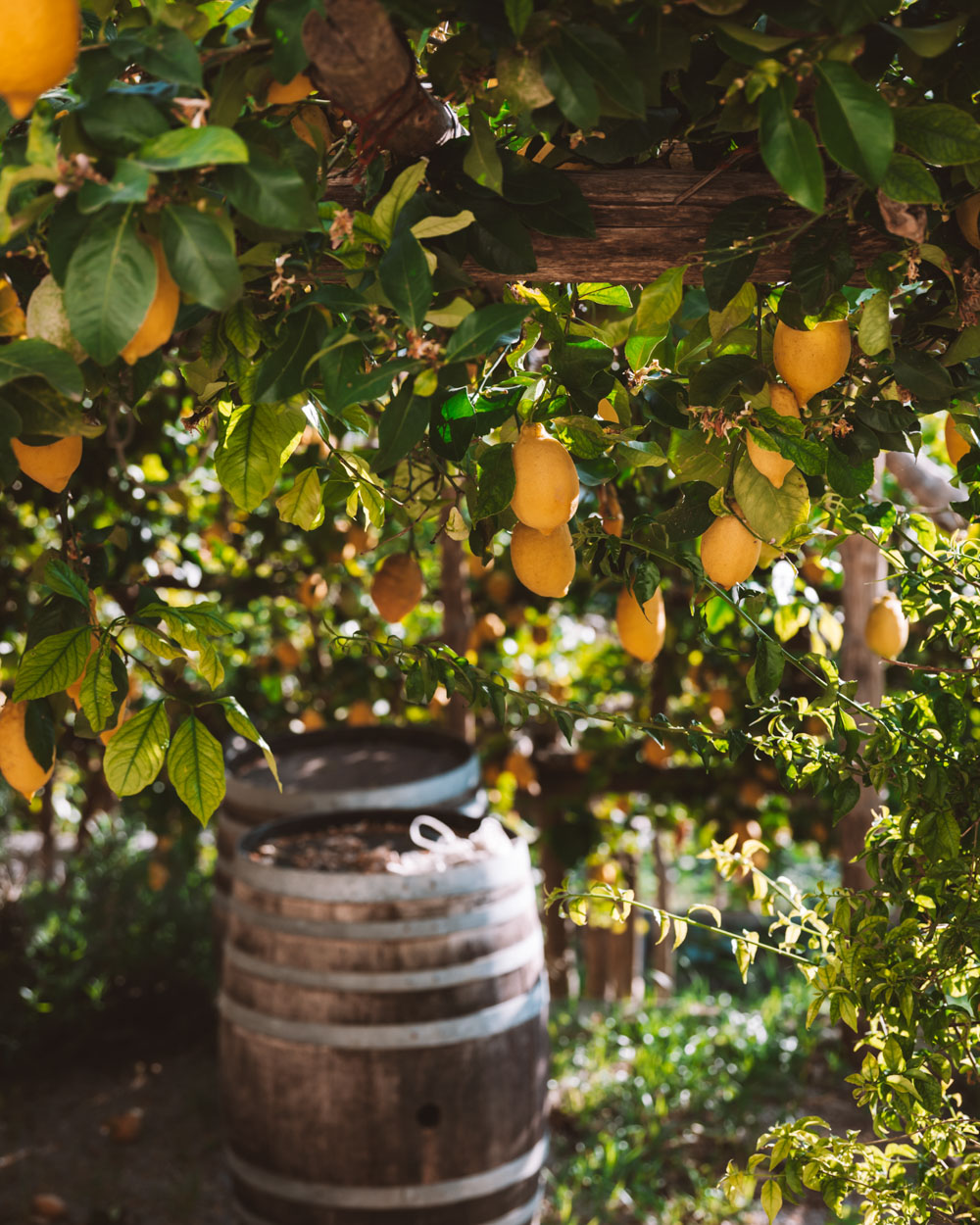 Amalfi Lemon Experience