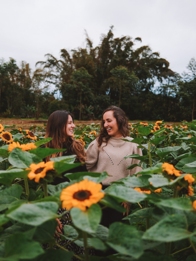 girassóis joinville
