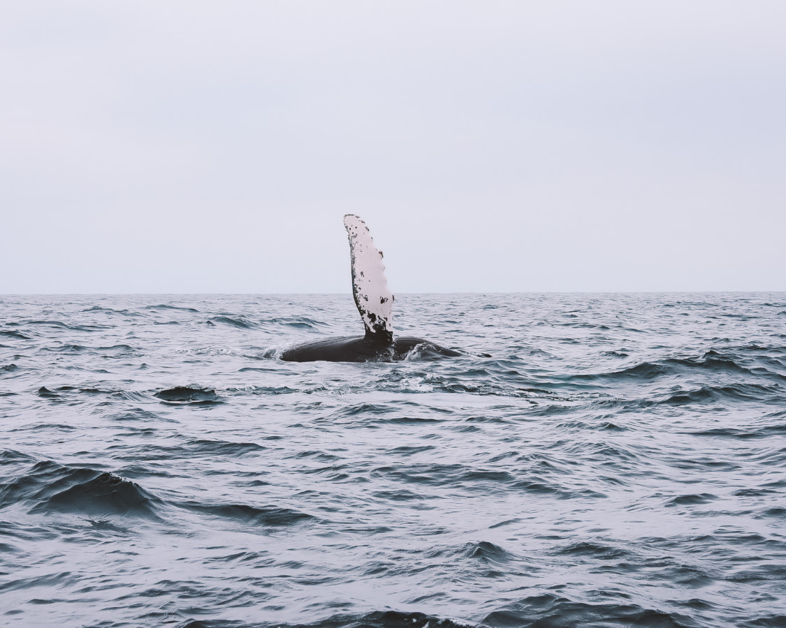 avistamento de baleias em uvita