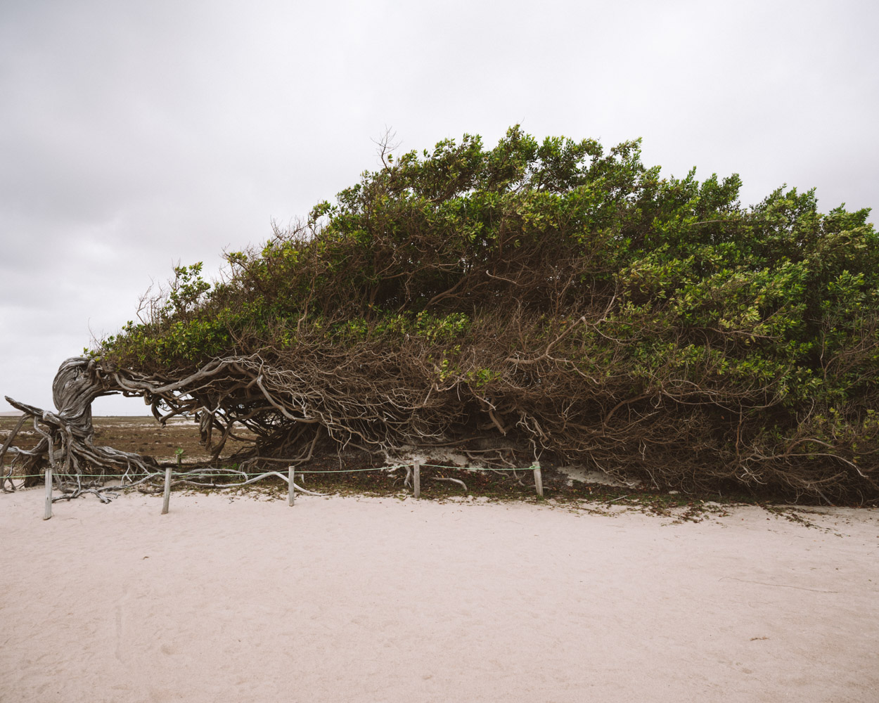 árvore da preguiça leste jericoacoara